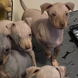 American Hairless Terriers and Doberman Pinschers from WhisperMoon Kennels