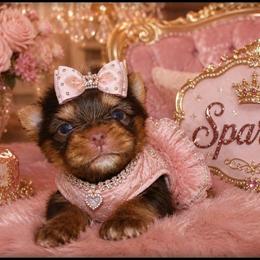 Sparkle - Chocolate and tan female Yorkshire Terrier puppy in Warren, Michigan from Danielle's Yorkie Babies
