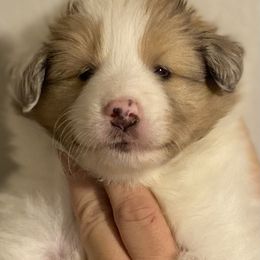 Girl 2 - Sable merle and white female Shetland Sheepdog puppy in Temperance, Michigan from NorthAcre Shelties