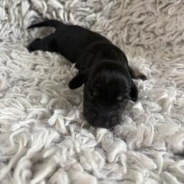 Girl 3 - Black and tan female Dachshund puppy in Hindsville, Arkansas from Okie Dokie Doxie