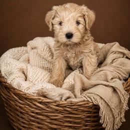 Boy 1 - Wheaten male Miniature Schnauzer puppy in Sacramento, California from Hardcastle Family Schnauzer’s