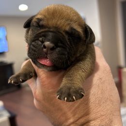 Bullmastiff Puppies from Curnwood’s Bullmastiff’s