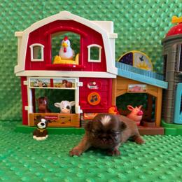 Finch - Red and tan male Shih Tzu puppy in Success, Missouri from Sweet Success