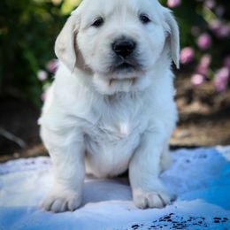 Victoria Sponge - Light golden female Golden Retriever puppy in Scio, Oregon from Webb's Wold Kennels