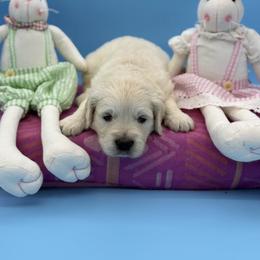 Mr Blue - Light golden male Golden Retriever puppy in Douglas, Massachusetts from Oak Breeze Retrievers