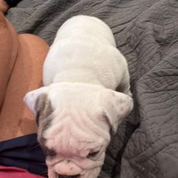 Bulldog Puppies from Barden family bulldogs
