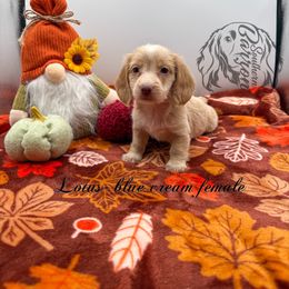 Lotus - Cream female Dachshund puppy in Prairieville, Louisiana from Southern Barron Danes & Dachshunds