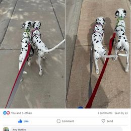 Dalmatian Puppies from Lone Star Dalmatians