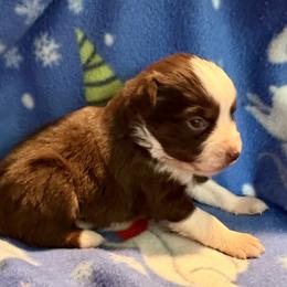 Santa - Red tri male Miniature Australian Shepherd puppy in Port Saint Lucie, Florida from Charlene Brannon's Mini Australian Shepherds