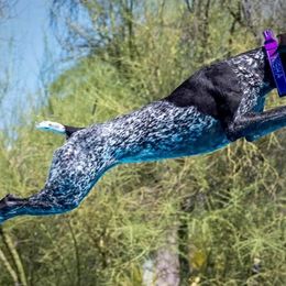 German Shorthaired Pointers from Von Major Sheds