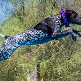 German Shorthaired Pointers from Von Major Sheds