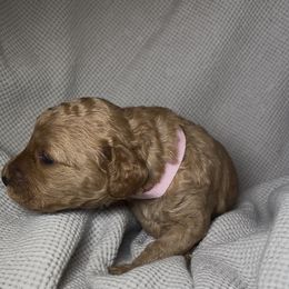 Pinkdot female - Apricot female Poodle puppy in Waukegan, Illinois from LaPoodles