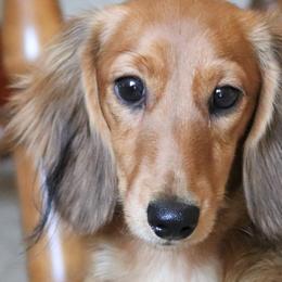Lovey - Dachshund