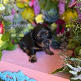 Long hair male black and tan - Black and tan male Dachshund puppy in Wills Point, Texas from East Mini Dachshunds Texas