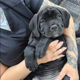 Purple collar - Black female Cane Corso puppy in Springfield, Oregon from PNW Cane Corsos