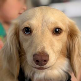 Daisy Rose - Dachshund