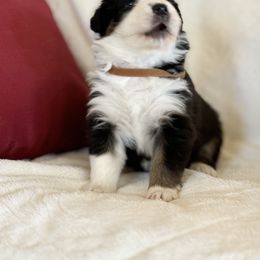 Australian Shepherd Puppies from Copper Sky Aussies of the Cental Coast