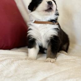 Australian Shepherd Puppies from Copper Sky Aussies of the Cental Coast