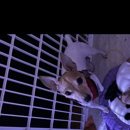 Ginger - Toy Fox Terrier