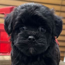 Dougan - Black male Yorkipoo puppy in Lebanon, Kentucky from Mosaic Merle Doodles