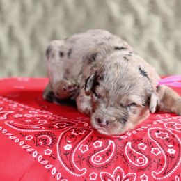 Cheyenne (hot pink collar) - Merle female Sheepadoodle puppy in Mouth Of Wilson, Virginia from HoneyBunn Doodle Co.
