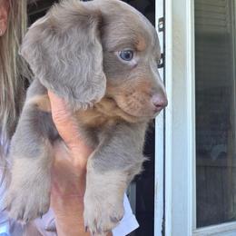 Jack - Fawn (Isabella) male Dachshund puppy in Kingston, Oklahoma from Texoma Doxies