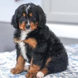 Falabella - Tri-color female Bernedoodle puppy in Dundee, Ohio from Down Home Doodle