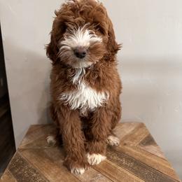 Cookie - Red  female Goldendoodle puppy in Horseshoe Bend, Idaho from Over the Moon Poodles and Doodles
