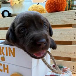 White - Chocolate female Labrador Retriever puppy in Heath Springs, South Carolina from Rich Hill Retrievers