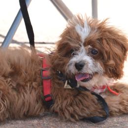 Cavapoo All Grown Up from Horton & Co. Cavapoos