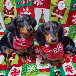 Dachshund All Grown Up from Mini Doxies Love