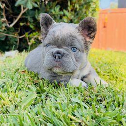 T-Bone - Tricolors male French Bulldog puppy in San Diego, California from Hlop Frenchies LLC