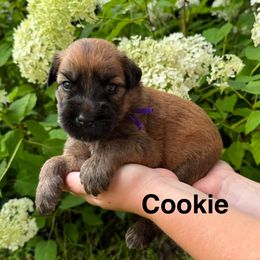 Boy 9 - Wheaten male Soft Coated Wheaten Terrier puppy in Newark, Ohio from Valleydayle Doodles and Wheatens