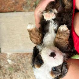 Salvy - Blue merle male Bernedoodle puppy in Wamego, Kansas from Doodles of Oz