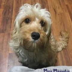 Maggie - Cavapoo