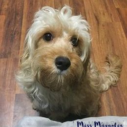 Maggie - Cavapoo
