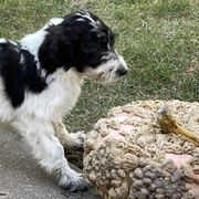Aussiedoodles and Bordoodles from Creekside Doodles