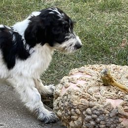 Aussiedoodles and Bordoodles from Creekside Doodles
