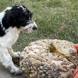 Aussiedoodles and Bordoodles from Creekside Doodles