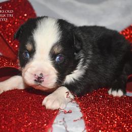 Karen - Black tri female Miniature Australian Shepherd puppy in Patterson, North Carolina from DreamLine Aussies