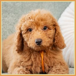 Diego - Red male Cockapoo puppy in Connersville, Indiana from Deaz Doodle Ranch