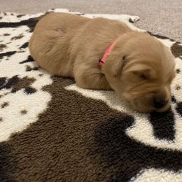 Pink Collar - Golden Retriever puppy in Lucedale, Mississippi from Goode LOVIN’ Retrievers
