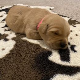 Pink Collar - Golden Retriever puppy in Lucedale, Mississippi from Goode LOVIN’ Retrievers