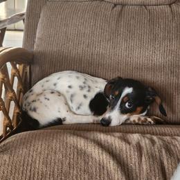 Fred - Dachshund
