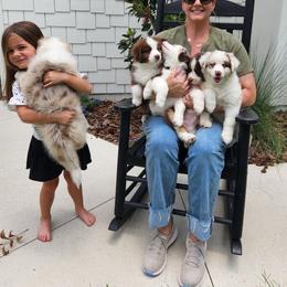 Australian Shepherd Puppies from Out of the Blue Aussies