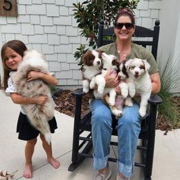 Australian Shepherd Puppies from Out of the Blue Aussies