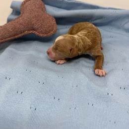 Flynn - Cream male Goldendoodle puppy in Lancaster, Pennsylvania from Henriquez Puppies