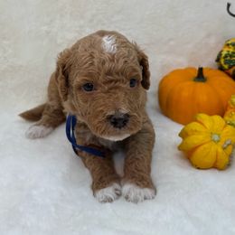 Mike Baxter - Apricot male Goldendoodle puppy in Casselberry, Florida from My Little Doodle