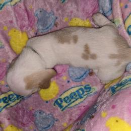 Basset Hound Puppies from Violet Lane Basset Hounds