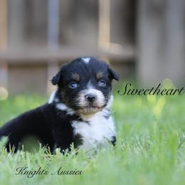 Sweetheart - Black tri-color female Australian Shepherd puppy in Ceres, California from Knight's Aussies